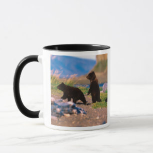 Brown Bear, Ursus arctos, Alaska Peninsula, Mug
