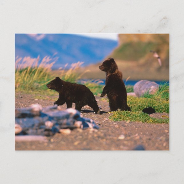 Brown Bear, Ursus arctos, Alaska Peninsula, Postcard (Front)