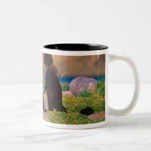 Brown Bear, Ursus arctos, Alaska Peninsula, Two-Tone Coffee Mug