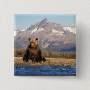 brown bear, Ursus arctos, grizzly bear, Ursus 15 Cm Square Badge