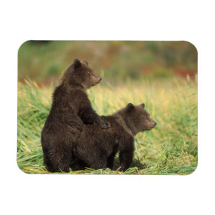brown bear, Ursus arctos, grizzly bear, Ursus 2 Magnet