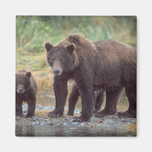 brown bear, Ursus arctos, grizzly bear, Ursus 3 Magnet