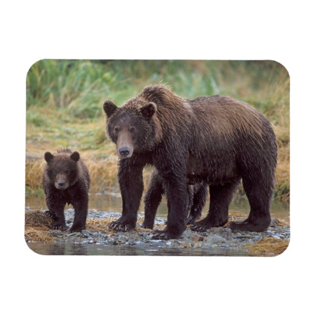 brown bear, Ursus arctos, grizzly bear, Ursus 3 Magnet (Horizontal)