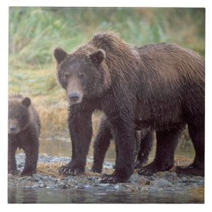 brown bear, Ursus arctos, grizzly bear, Ursus 3 Tile