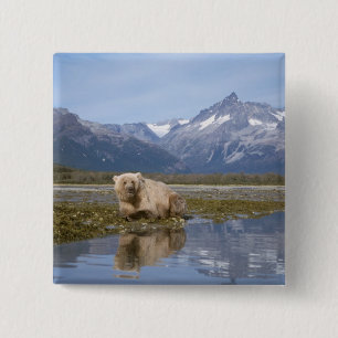 brown bear, Ursus arctos, grizzly bear, Ursus 4 15 Cm Square Badge