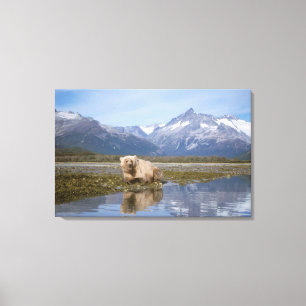 brown bear, Ursus arctos, grizzly bear, Ursus 4 Canvas Print