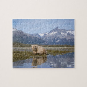 brown bear, Ursus arctos, grizzly bear, Ursus 4 Jigsaw Puzzle