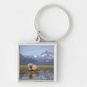 brown bear, Ursus arctos, grizzly bear, Ursus 4 Key Ring