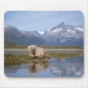 brown bear, Ursus arctos, grizzly bear, Ursus 4 Mouse Pad