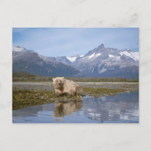 brown bear, Ursus arctos, grizzly bear, Ursus 4 Postcard