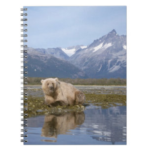 brown bear, Ursus arctos, grizzly bear, Ursus 4 Spiral Notebook