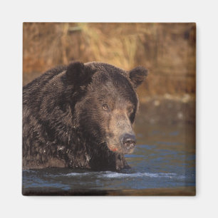 brown bear, Ursus arctos, grizzly bear, Ursus 5 Magnet