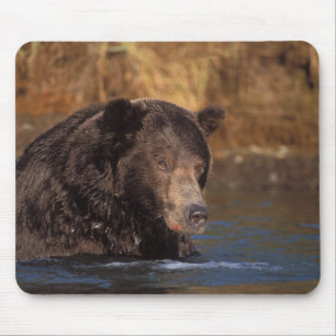 brown bear, Ursus arctos, grizzly bear, Ursus 5 Mouse Pad