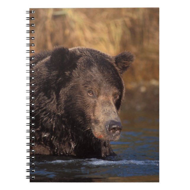 brown bear, Ursus arctos, grizzly bear, Ursus 5 Notebook (Front)
