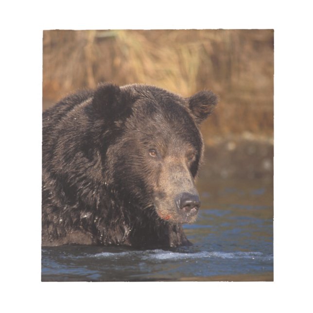 brown bear, Ursus arctos, grizzly bear, Ursus 5 Notepad (Front)