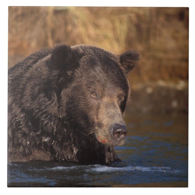 brown bear, Ursus arctos, grizzly bear, Ursus 5 Tile (Front)