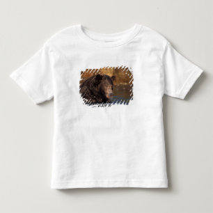 brown bear, Ursus arctos, grizzly bear, Ursus 5 Toddler T-Shirt