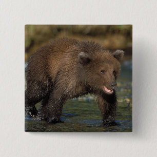 brown bear, Ursus arctos, grizzly bear, Ursus 6 15 Cm Square Badge