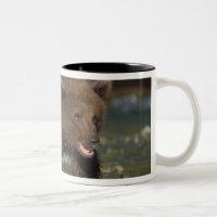brown bear, Ursus arctos, grizzly bear, Ursus 6