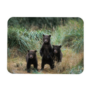 brown bear, Ursus arctos, grizzly bear, Ursus 7 Magnet