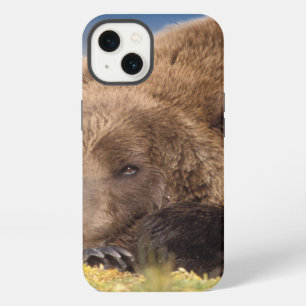 brown bear, Ursus arctos, grizzly bear, Ursus 8 iPhone 13 Case