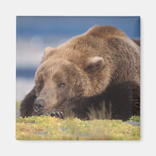 brown bear, Ursus arctos, grizzly bear, Ursus 8 Magnet
