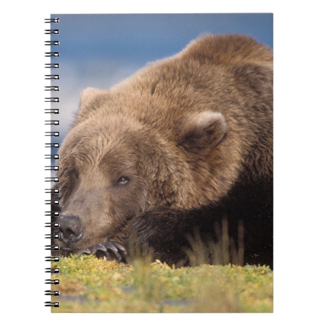 brown bear, Ursus arctos, grizzly bear, Ursus 8 Notebook (Front)