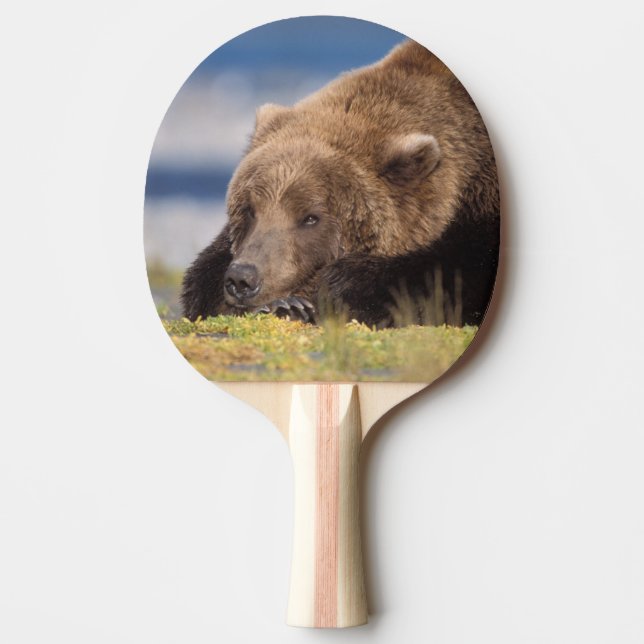 brown bear, Ursus arctos, grizzly bear, Ursus 8 Ping Pong Paddle (Front)