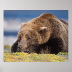 brown bear, Ursus arctos, grizzly bear, Ursus 8 Poster