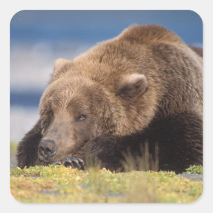 brown bear, Ursus arctos, grizzly bear, Ursus 8 Square Sticker
