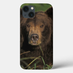 brown bear, Ursus arctos, grizzly bear, Ursus 9 iPhone 13 Case
