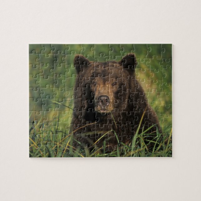 brown bear, Ursus arctos, grizzly bear, Ursus 9 Jigsaw Puzzle (Horizontal)