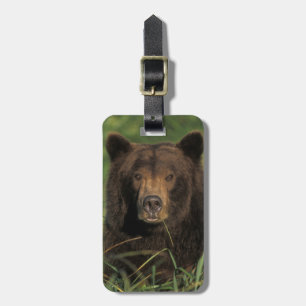 brown bear, Ursus arctos, grizzly bear, Ursus 9 Luggage Tag