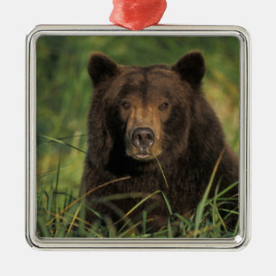 brown bear, Ursus arctos, grizzly bear, Ursus 9 Metal Tree Decoration