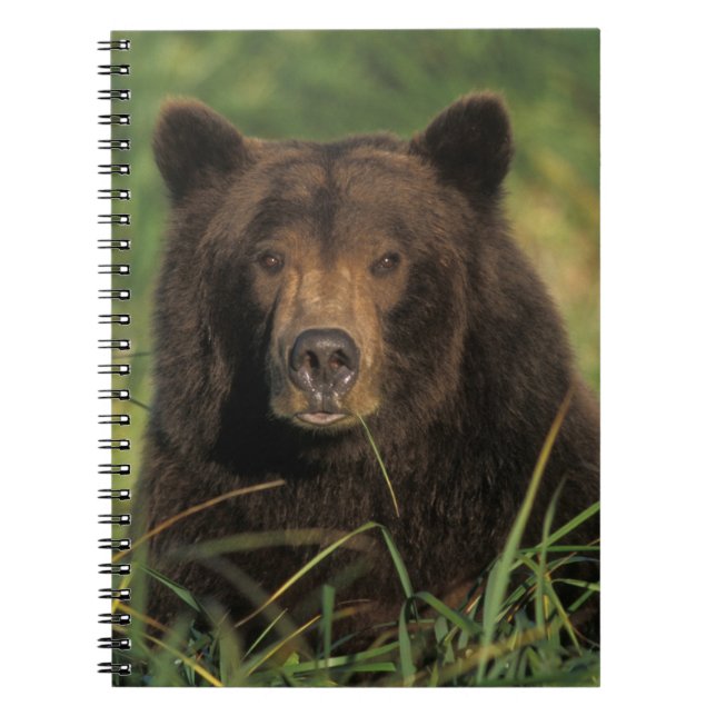 brown bear, Ursus arctos, grizzly bear, Ursus 9 Notebook (Front)