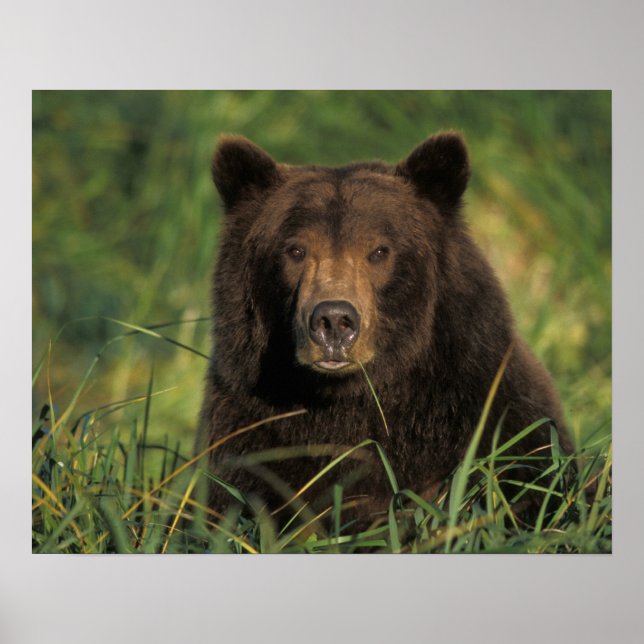brown bear, Ursus arctos, grizzly bear, Ursus 9 Poster (Front)