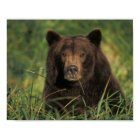 brown bear, Ursus arctos, grizzly bear, Ursus 9