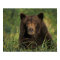 brown bear, Ursus arctos, grizzly bear, Ursus 9
