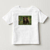 brown bear, Ursus arctos, grizzly bear, Ursus 9