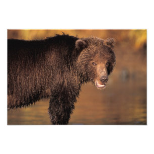 brown bear, Ursus arctos, grizzly bear, Ursus Photo Print