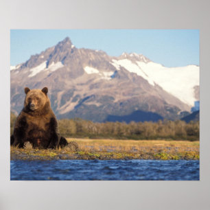 brown bear, Ursus arctos, grizzly bear, Ursus Poster