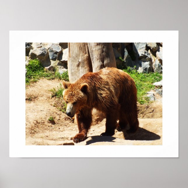 Brown bear walking poster (Front)