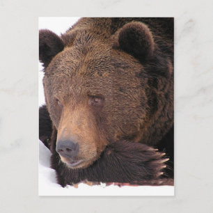 Brown Bear Winter Postcard