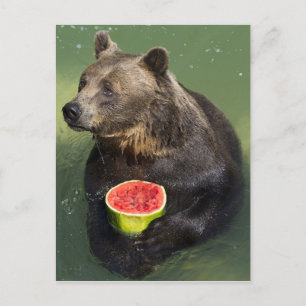 Brown Bear with Water Melon Postcard