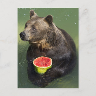 Brown Bear with Water Melon Postcard