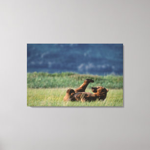Brown Bears at play, Ursus arctos, Alaska Canvas Print