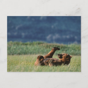 Brown Bears at play, Ursus arctos, Alaska Postcard