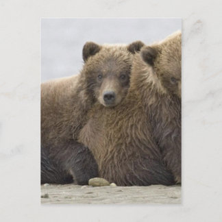 Brown Bears Loving Nature Postcard