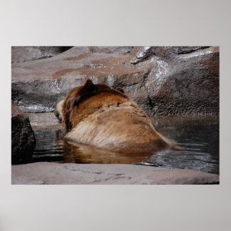 Brown Bears Poster