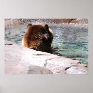 Brown Bears Poster